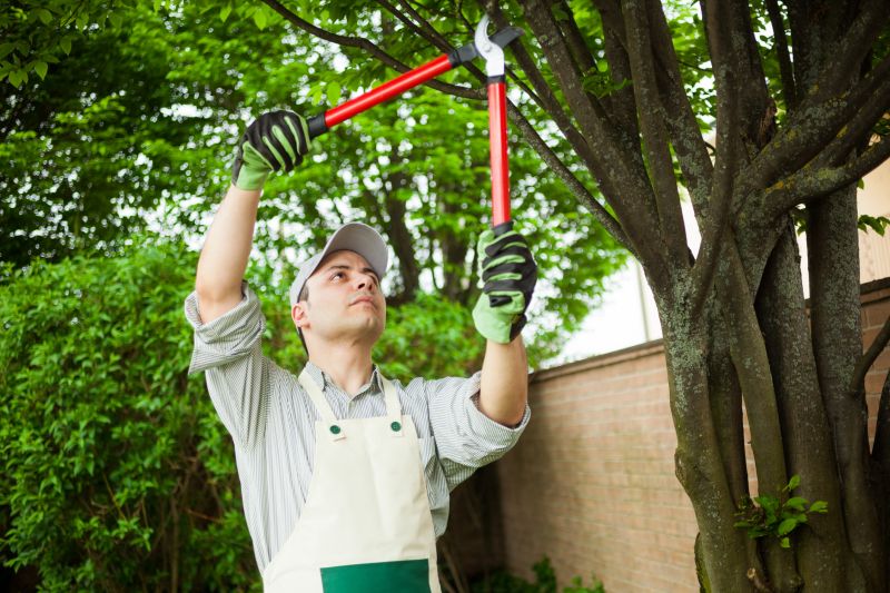 Local Maple Tree Removal pros at work