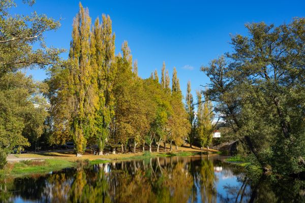 Poplar Tree Removal