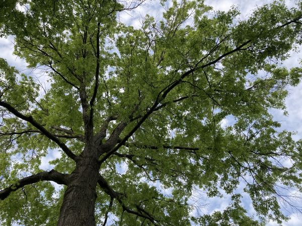 Oak Tree Removal