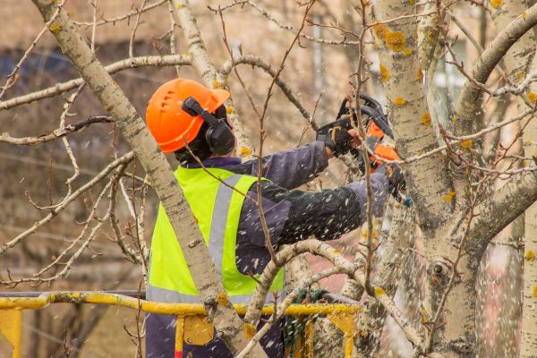 Poplar Tree Pruning
