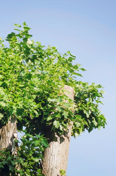 Poplar Tree Trimming