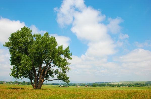Cottonwood Tree Pruning