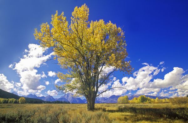 Cottonwood Tree Cutting