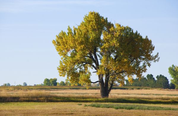 Cottonwood Removal