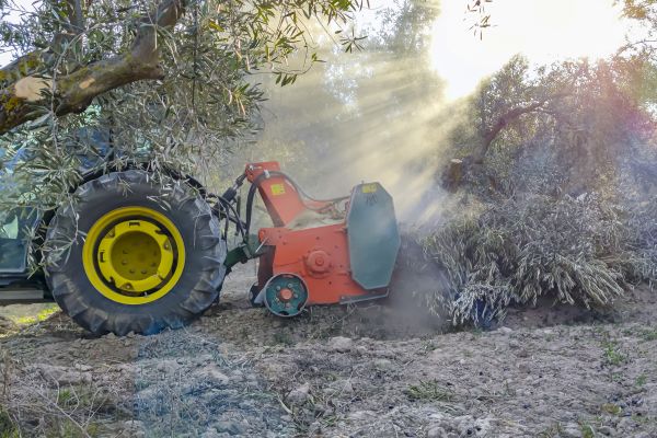 Olive Tree Removal