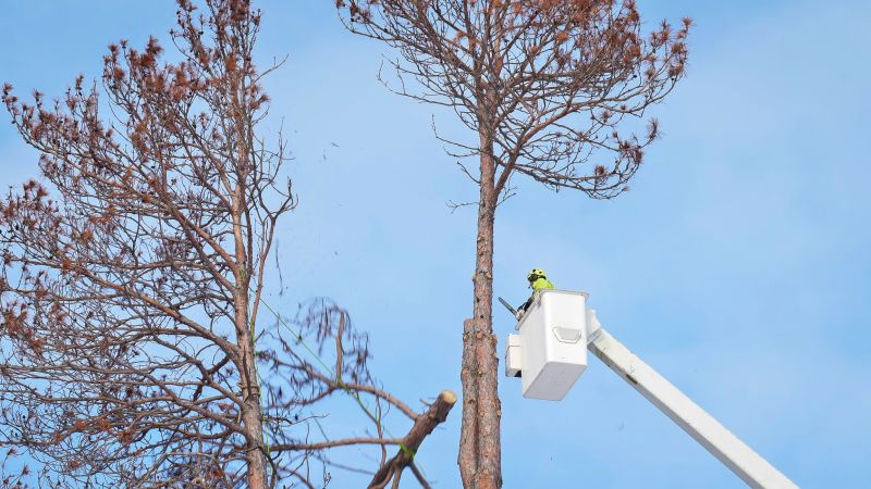Maple Tree Removal