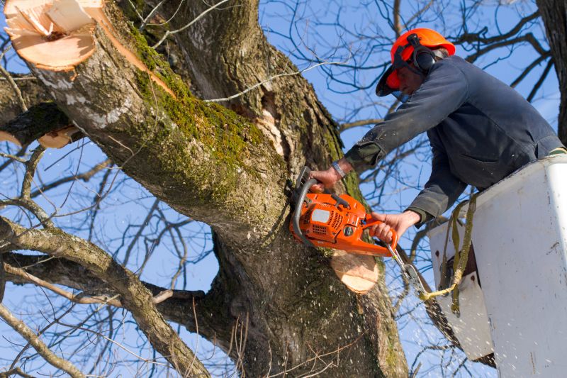 Products For Maple Tree Removals in use